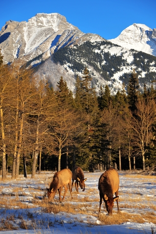 elk in Banff, Canada