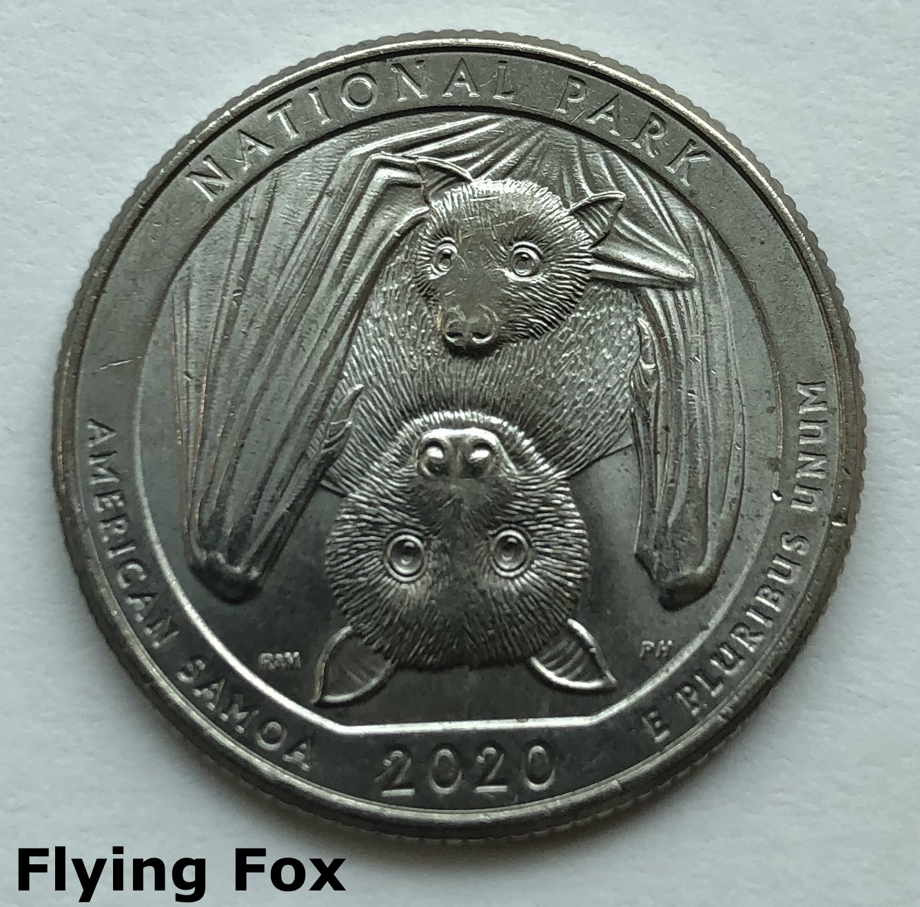 American Samoa flying fox on a quarter