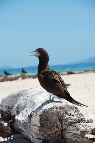 brown booby American Samoa National Park