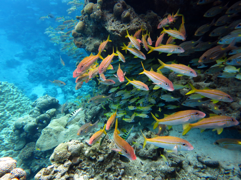 corals American Samoa