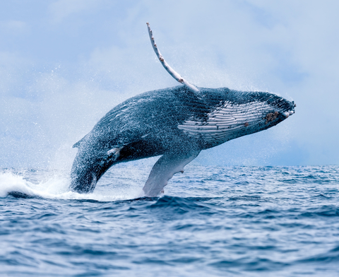 humpback whale American Samoa