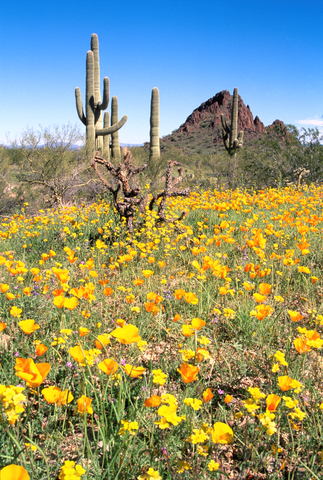 Organ Pipe Cactus Wilderness and National Monument Arizona
