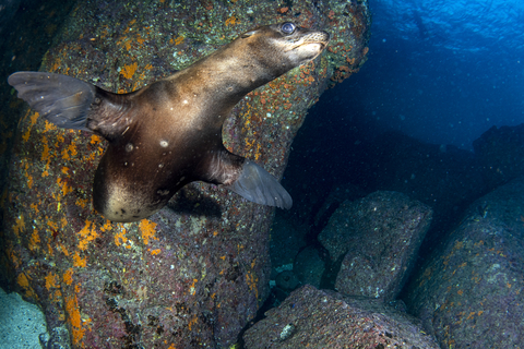 Sea Lion, Gulf of California Islands, Sea of Cortez, Baja California, Mexico
