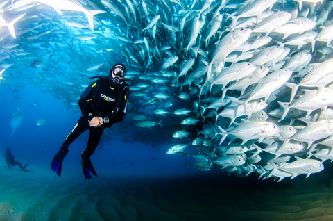 school of fish, Baja California