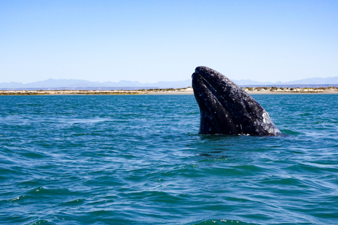 Gray Whale in el Vizcaino, Baja California, Mexico