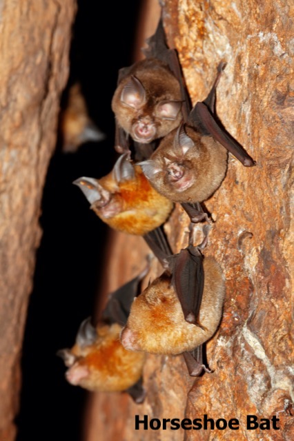 Horseshoe bats in a cave