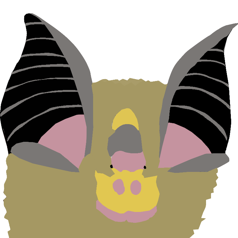 Rhinolophoidea bat