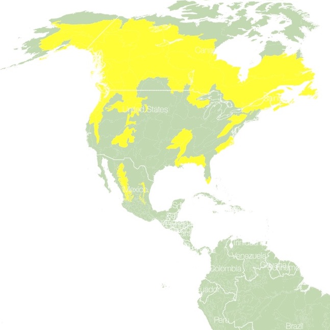 Black Bear habitat map