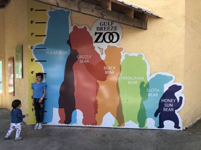 Bear species size comparison