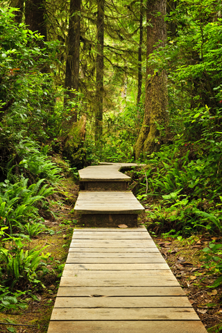 Pacific Rim Temperate Rain forest, British Columbia, Canada
