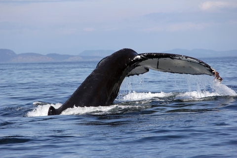 Humpback Whale, British Columbia, Canada
