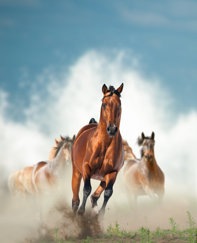 Wild horses running in public lands