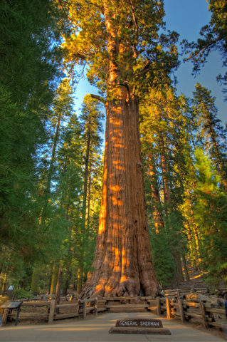 Sequoia & Kings Canyon National Park, General Sherman