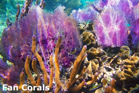 soft coral fan