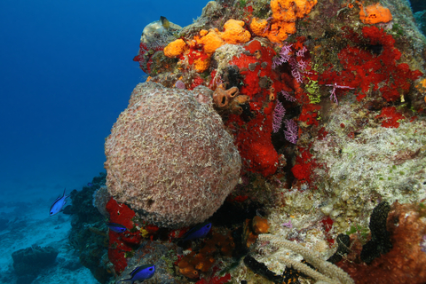 corals from cozumel