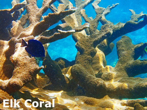 elk coral