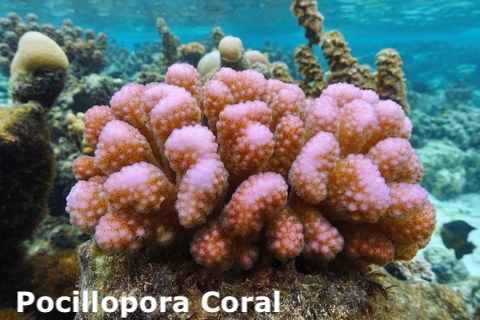 pocillopora coral