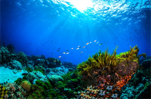 sandy coral reef