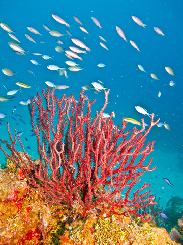 coral in a reef