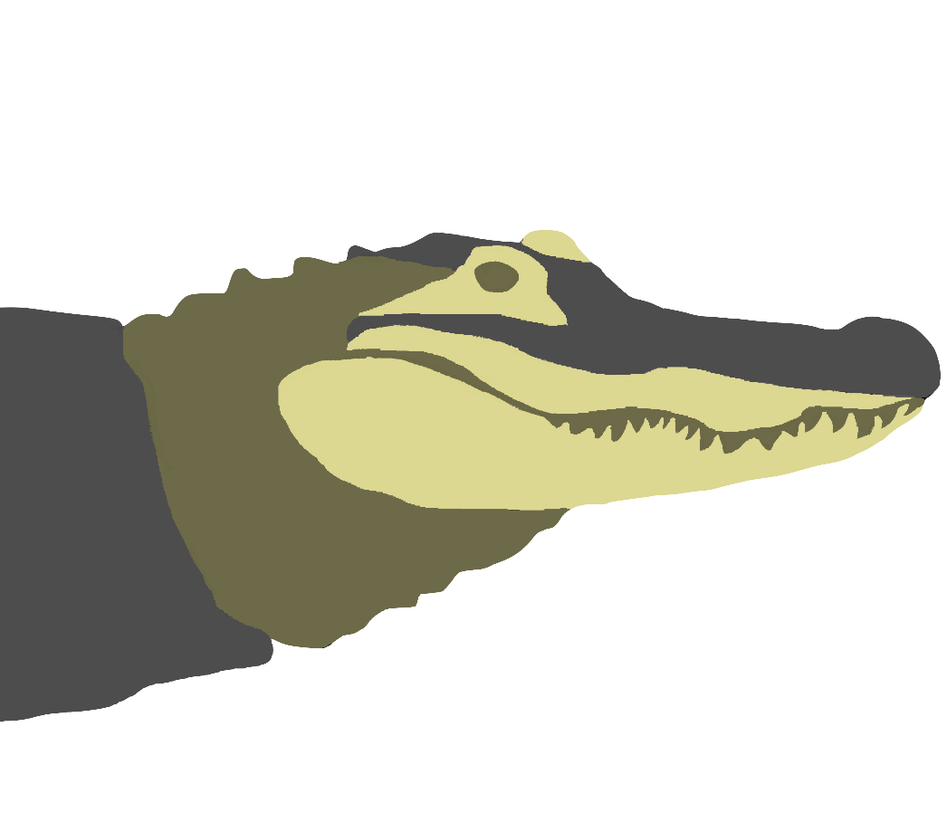 Alligator drawing