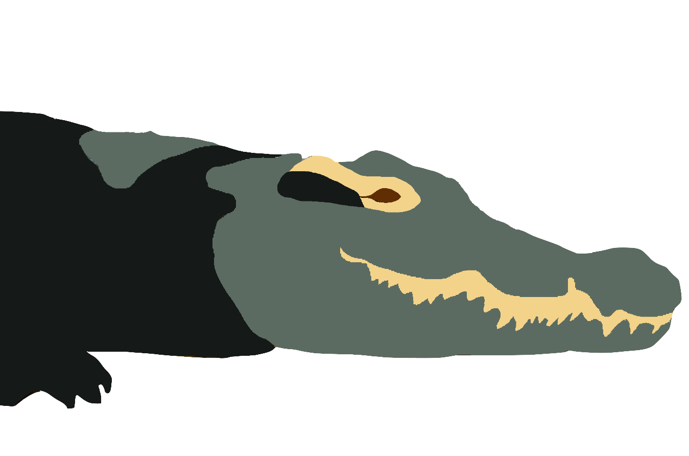 Crocodile drawing