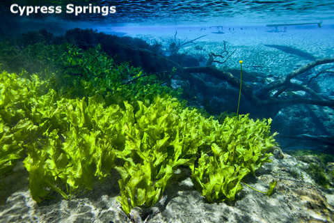 Cypress Springs Florida, underwater