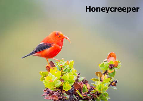 honeycreeper bird native to Hawaii