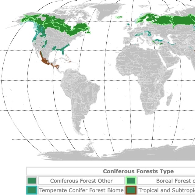 Map of Conifer Forests Worldwide