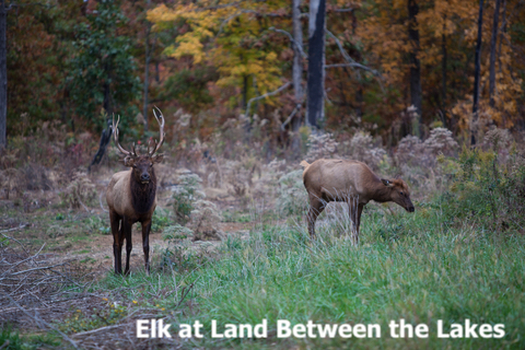 Elk at Land Between the Lakes, Kentucky