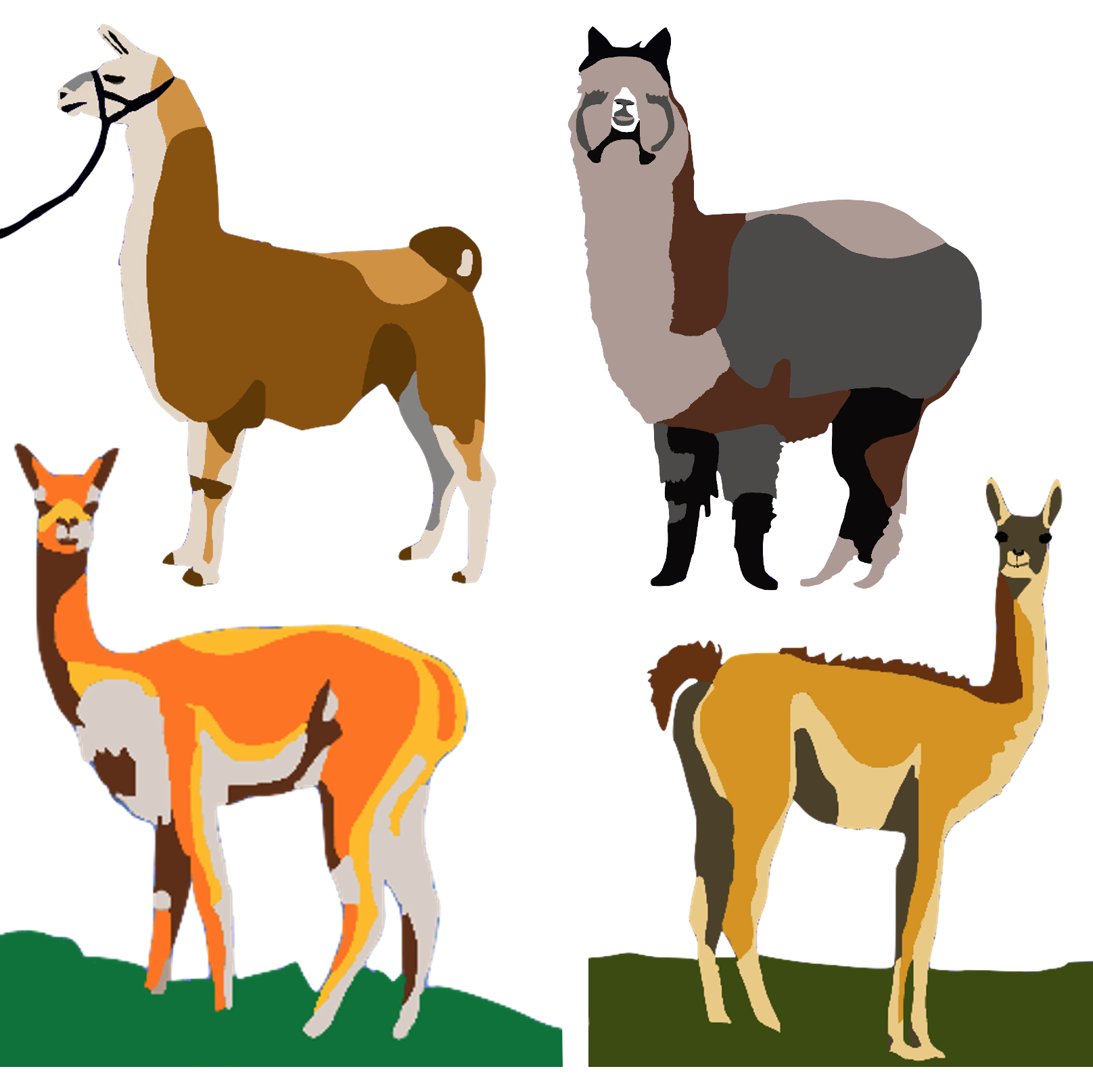 Llama, Alpaca, Guanaco and Vicuña 