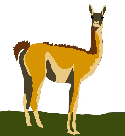 Guanaco from South America