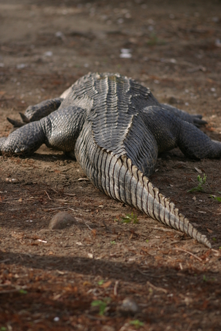 Alligator in Louisiana