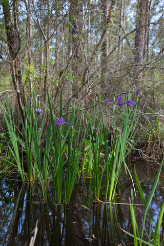 Iris in a swamp, Louisiana