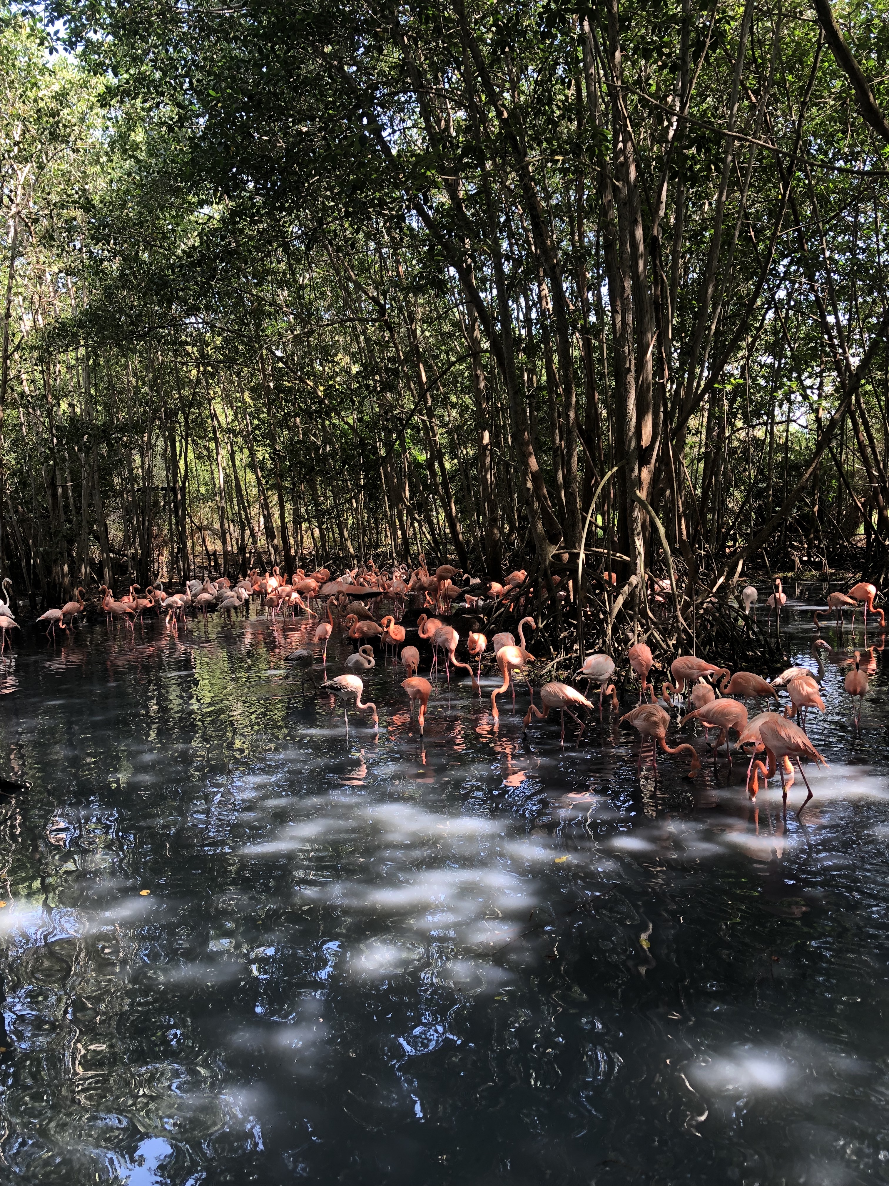 Flamingos next to Mangroves Aviario Nacional de Colombia