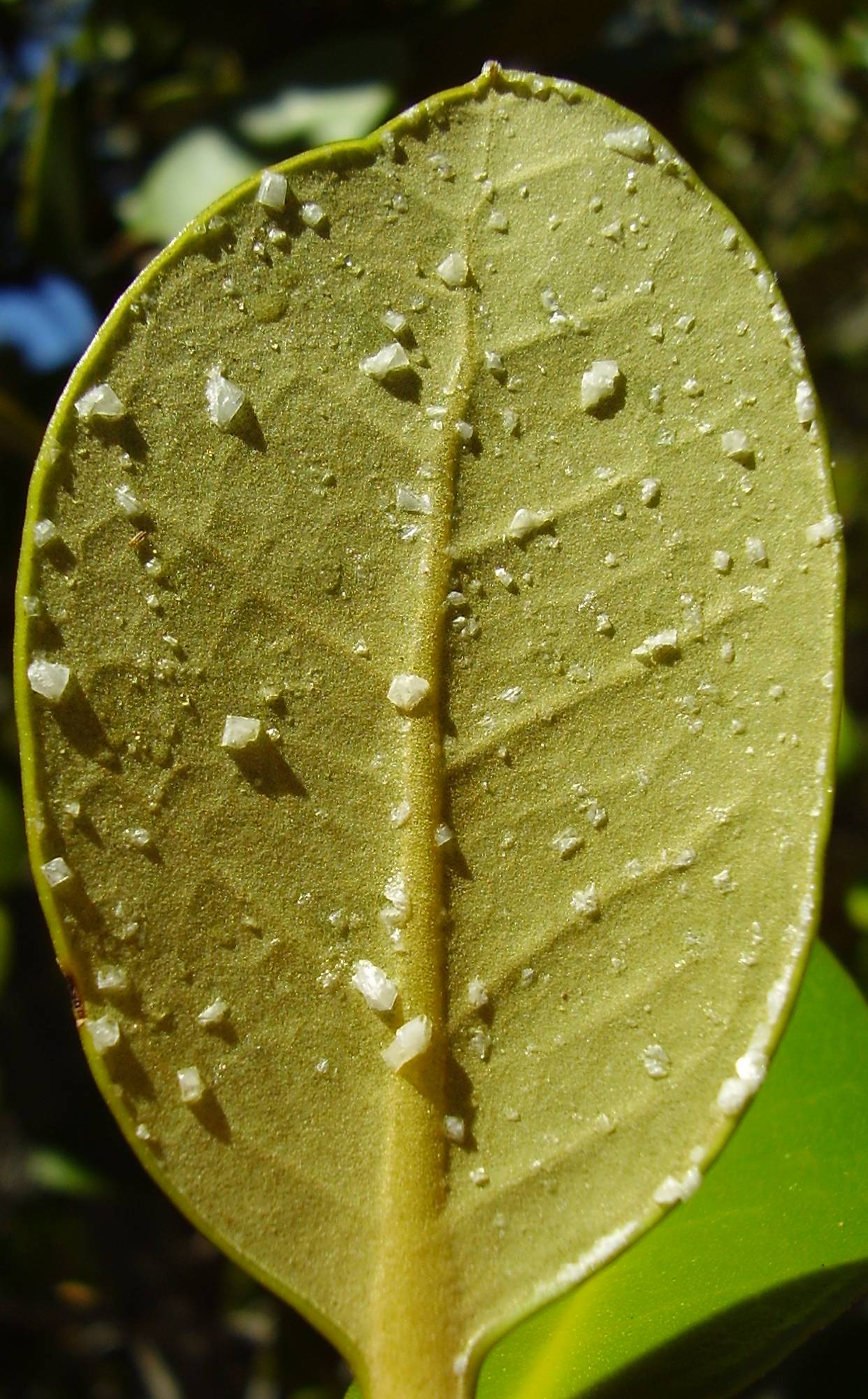 Mangrove leaf with salt crystal