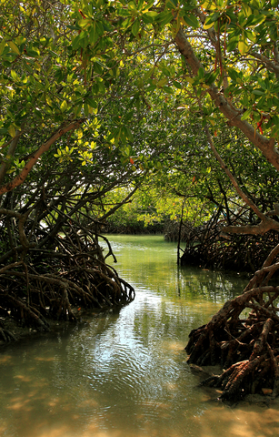 Mangrove Forest in Puerto Rico