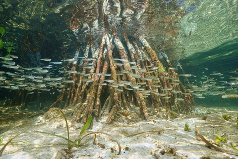 Mangrove air roots or pneumatophores underwater with fish