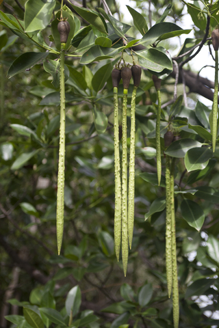 Mangrove seeds or propagules