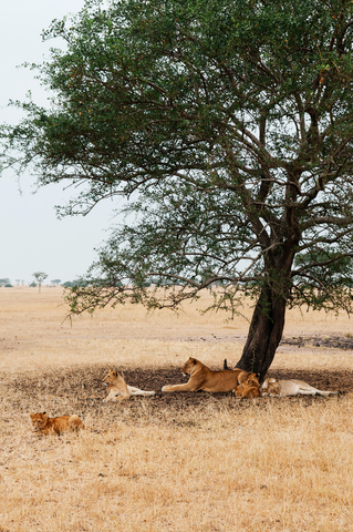 Lions in the savanna