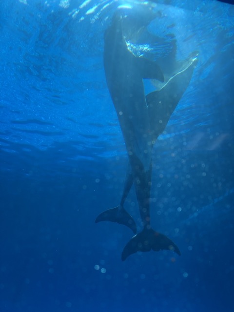 Dolfins playing underwater