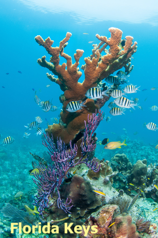 Coral Reef Florida Keys