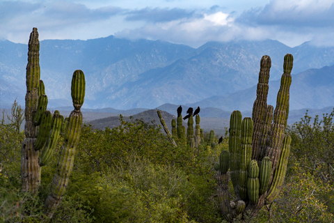mexico desert with cactus