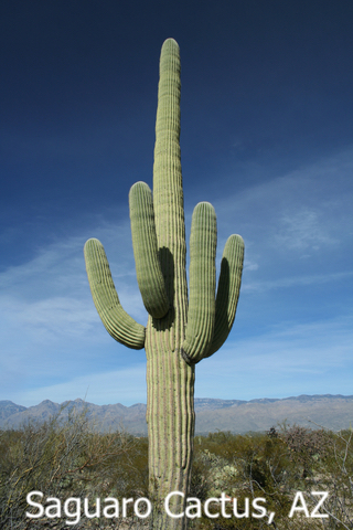 Saguaro in North American desert