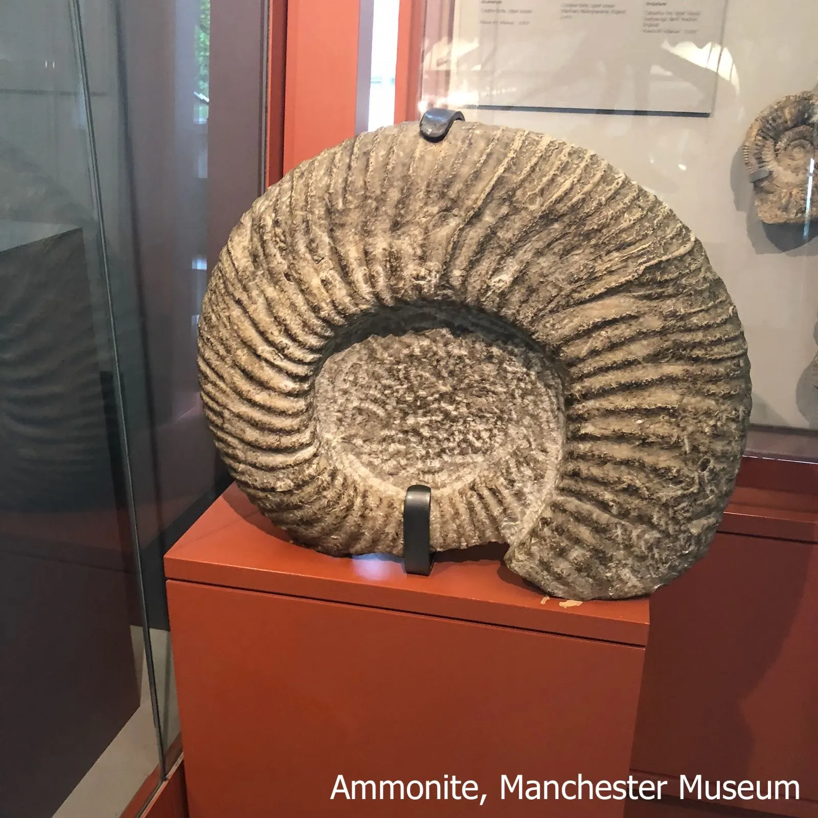 Ammonite at Manchester Museum