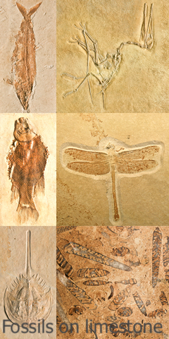 Fossils of fish, dragonfly, and molluscs on limestone
