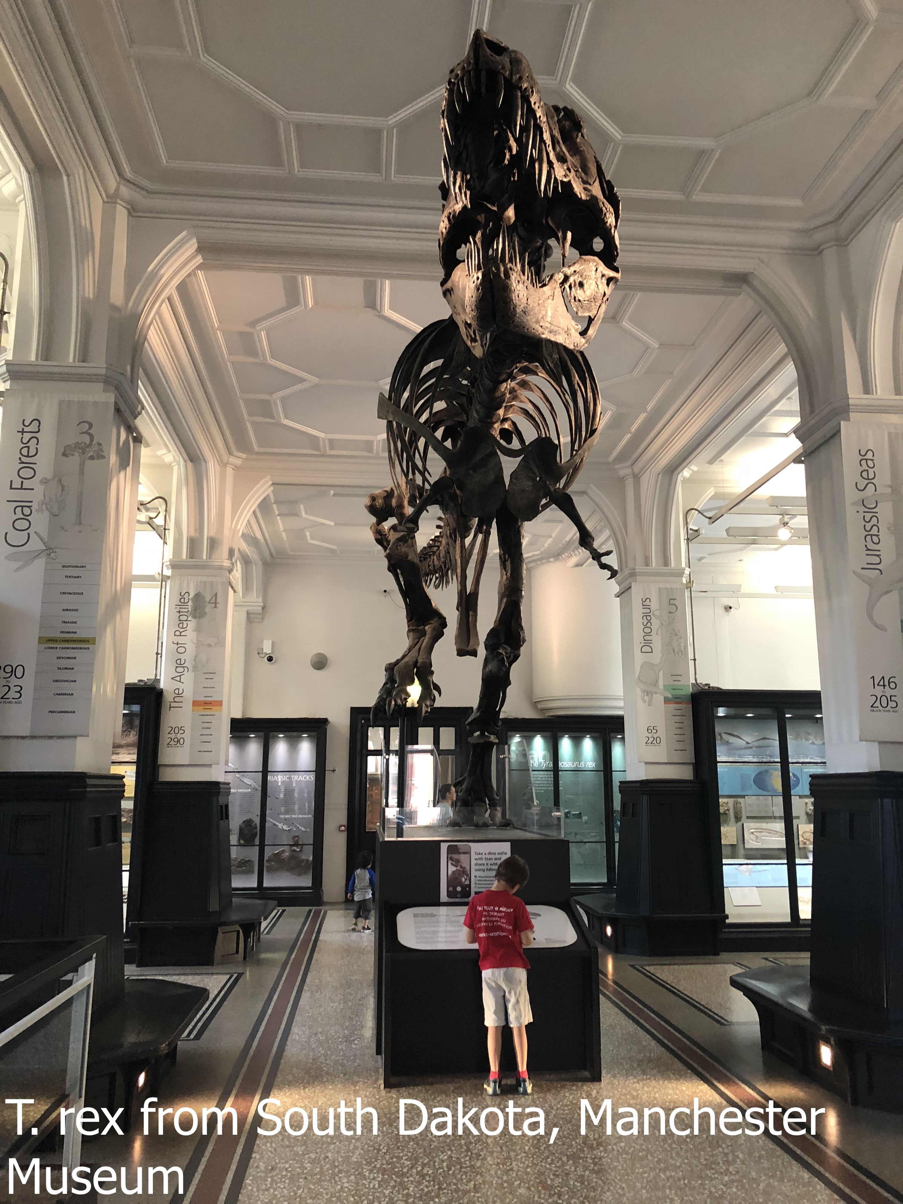 T. rex at Manchester Museum