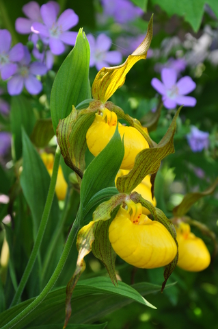 Yellow Lady slipper orchids, Ontario