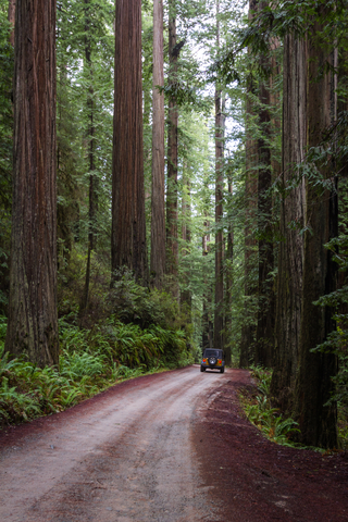 Oregon redwood forests
