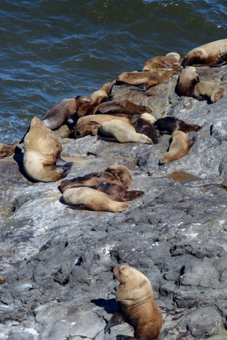 Sea Lions, Oregon