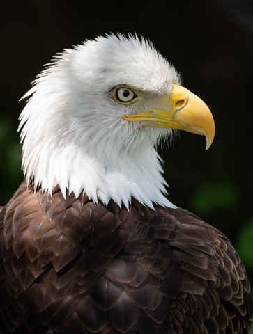 Bald Eagle in Pennsylvania